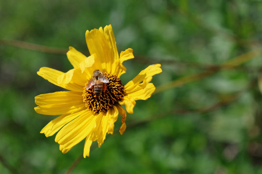 All About California Bush Sunflowers (Encelia californica)