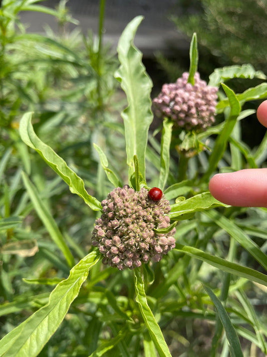 All About Narrowleaf Milkweed