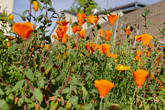 All About California Poppies