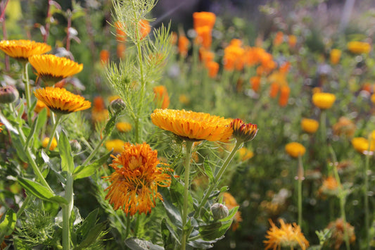 All About Calendula
