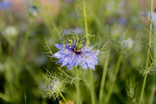 All About Nigella/Love-in-a-Mist