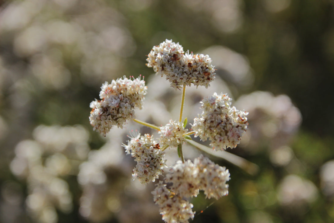 All About Buckwheat