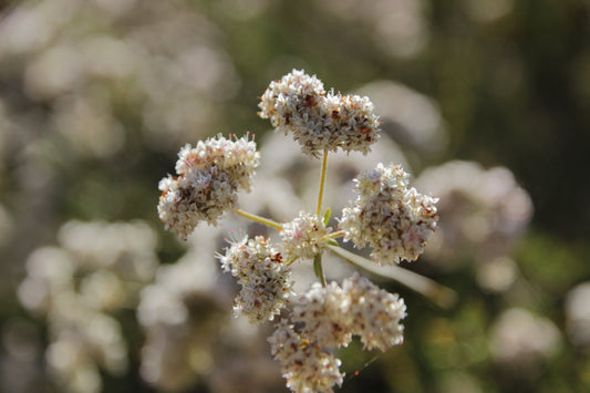 All About Buckwheat