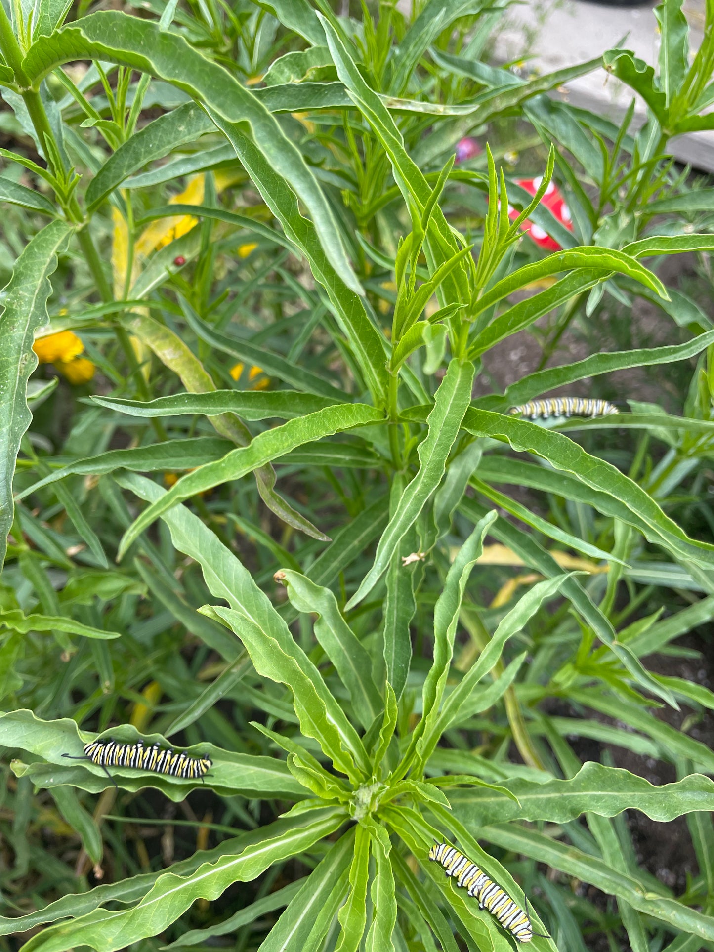 California Native Narrowleaf Milkweed Seeds