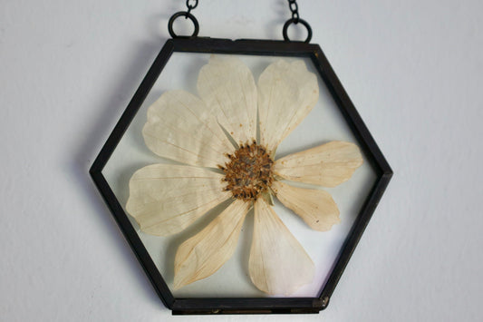 Pressed Flower Frame in Black Hexagon Frame with White Cosmo, 2"x3"