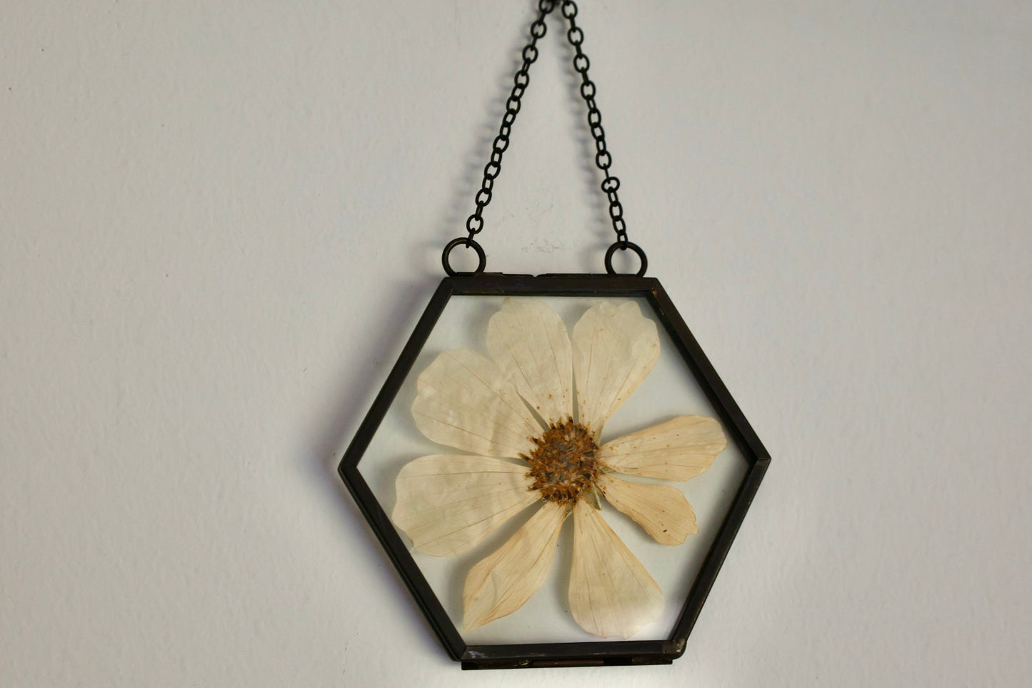 Pressed Flower Frame in Black Hexagon Frame with White Cosmo, 2"x3"