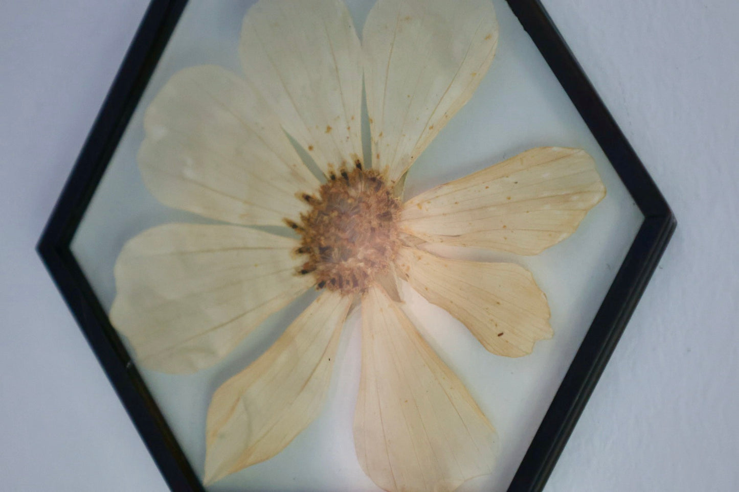 Pressed Flower Frame in Black Hexagon Frame with White Cosmo, 2"x3"