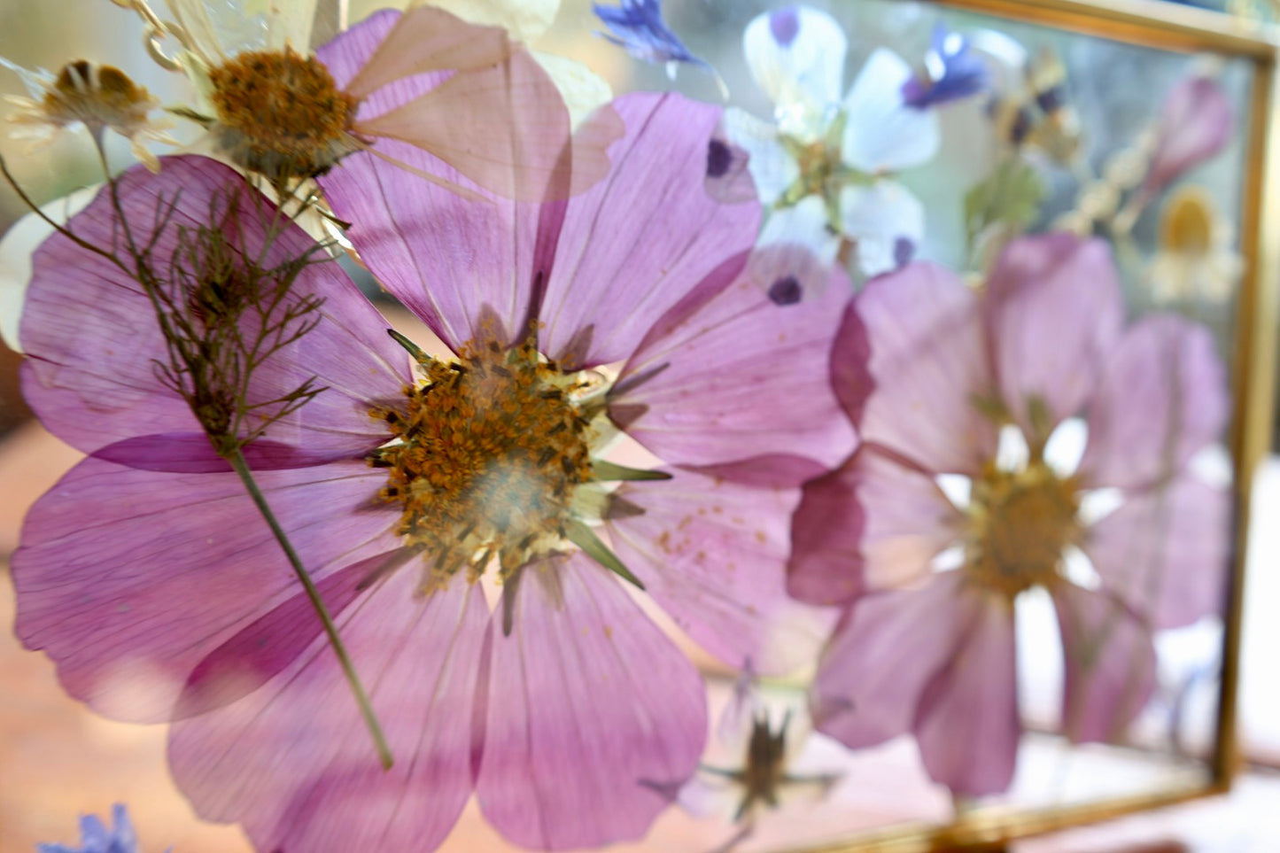 Pressed Floral Art in Gold Frame with Pressed Cosmo Flowers, 4"x6"