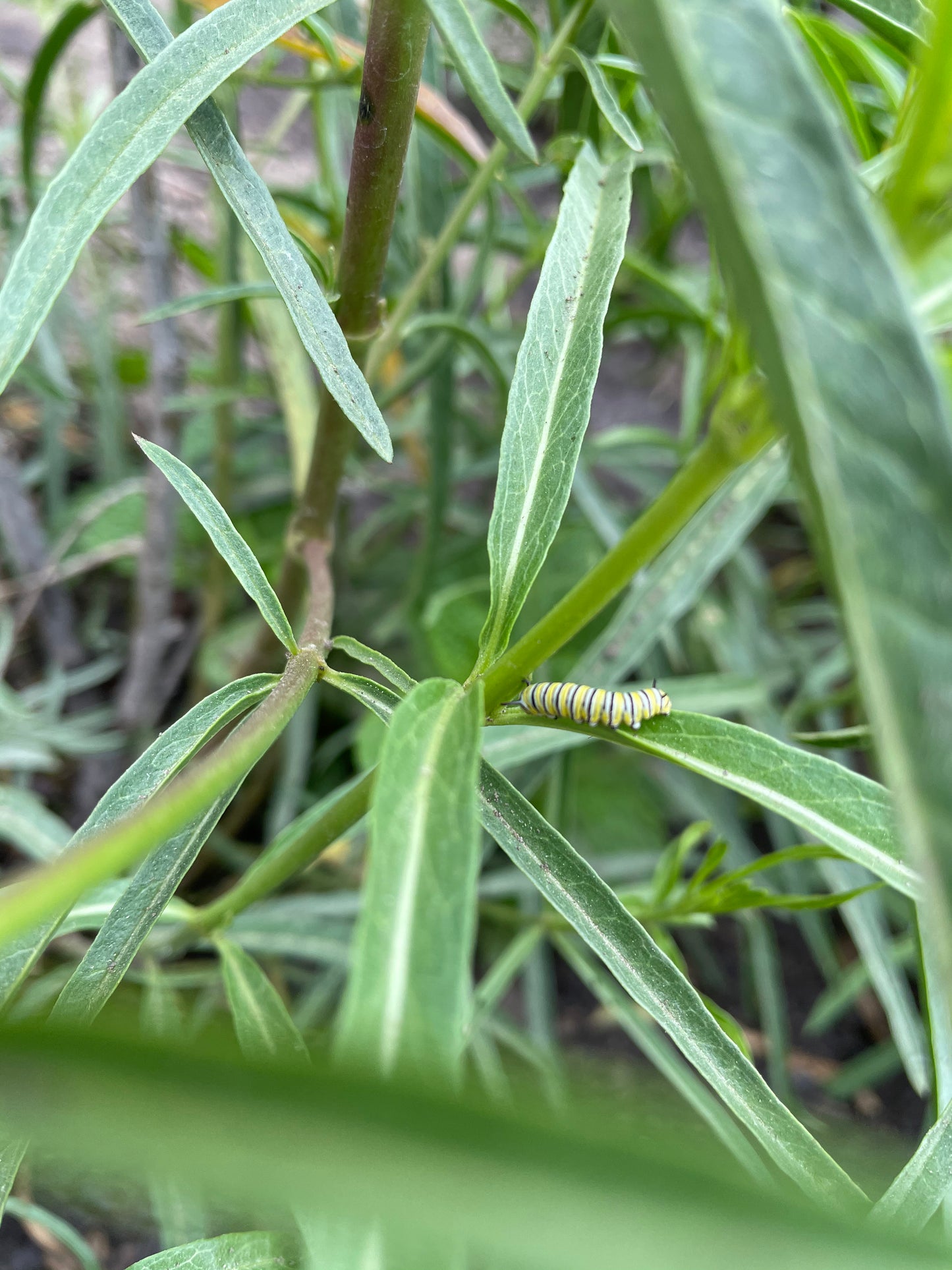 California Native Narrowleaf Milkweed Seeds