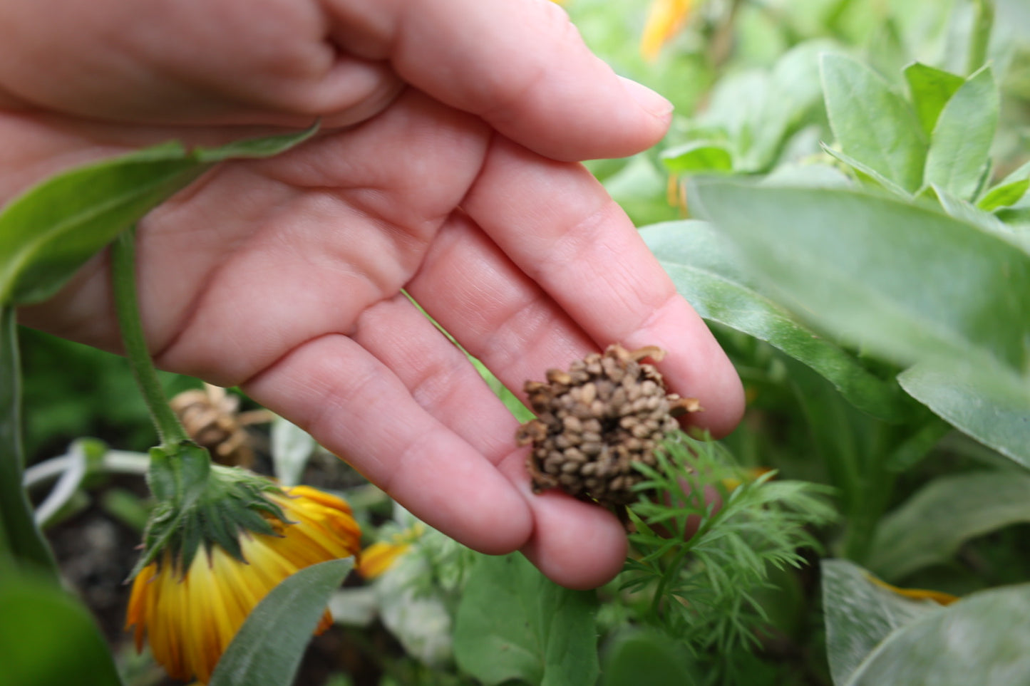 Calendula Seeds