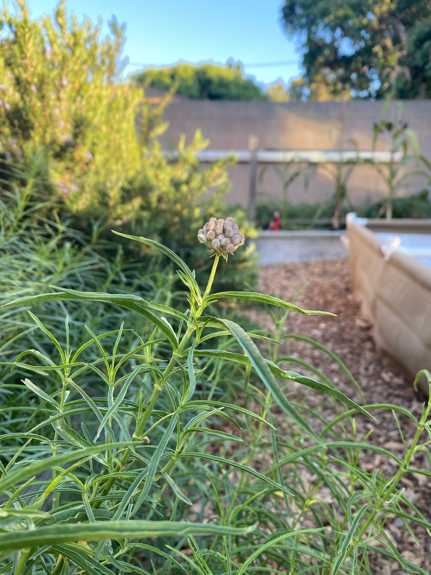 California Native Narrowleaf Milkweed Seeds