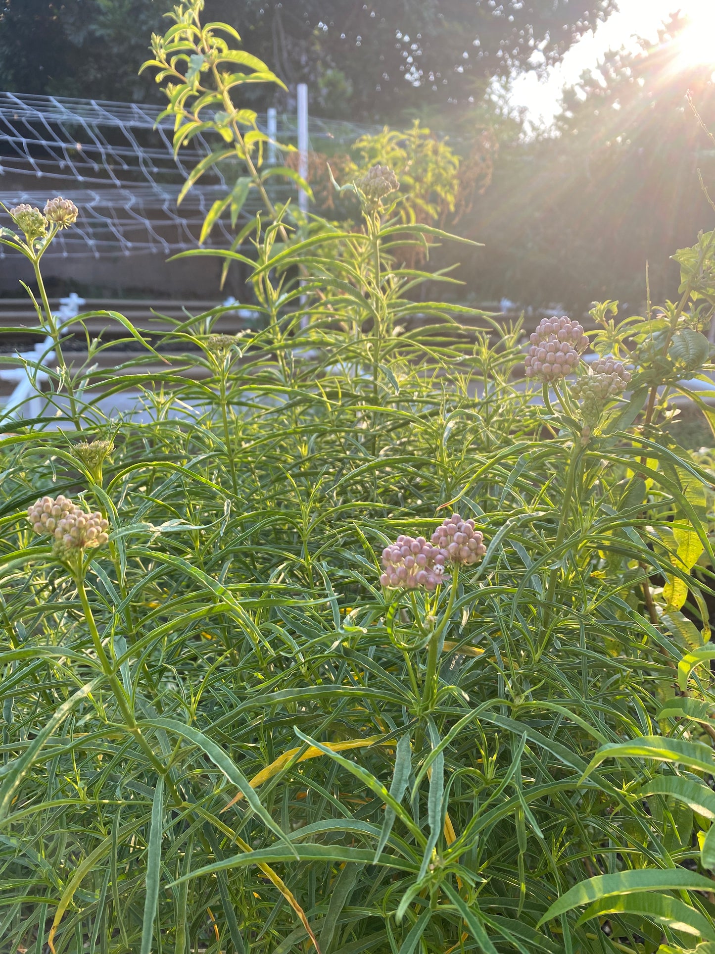 California Native Narrowleaf Milkweed Seeds