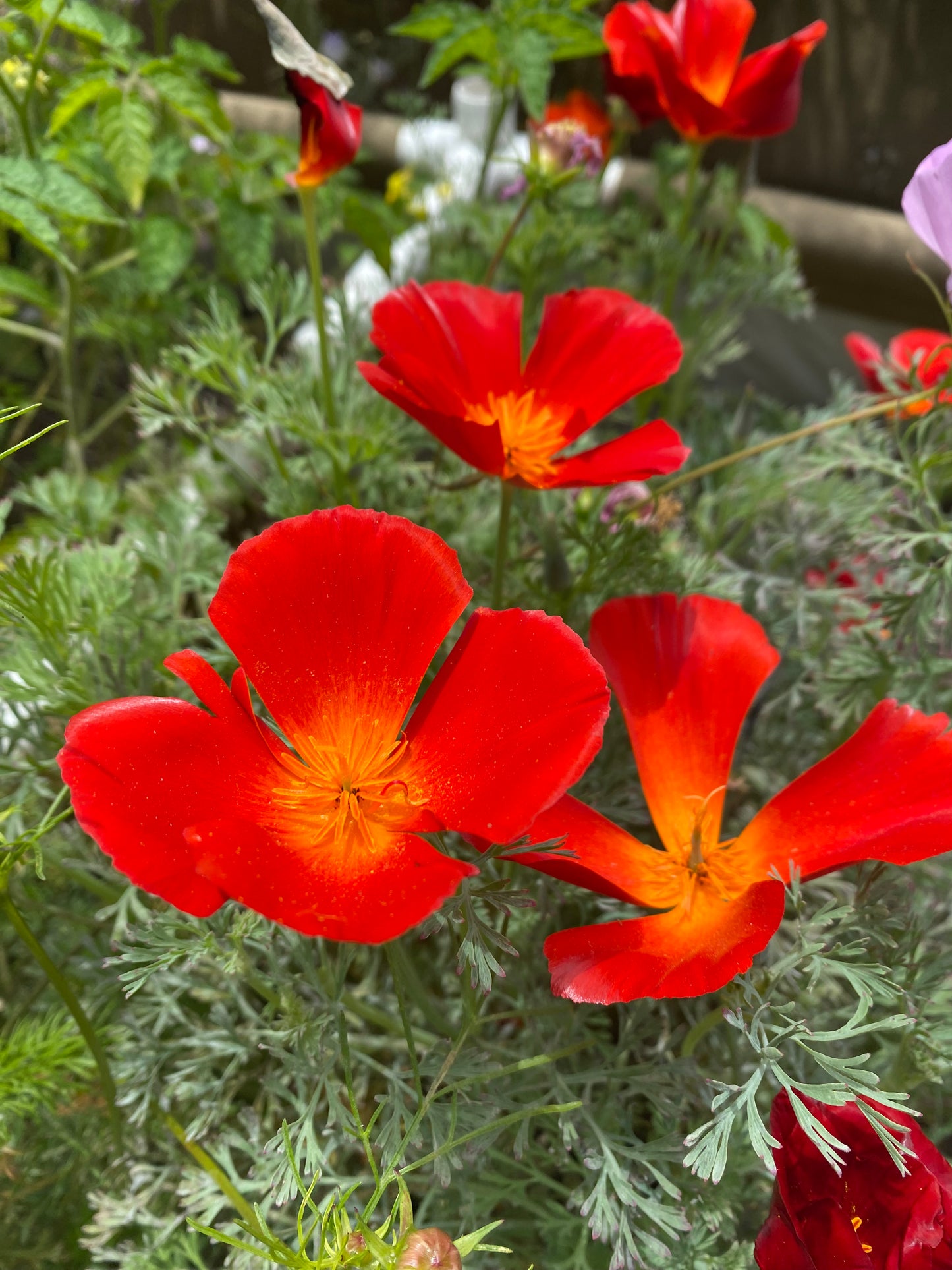 California Poppy Seeds, Mahogany Red