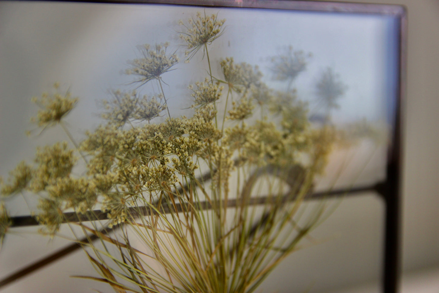 Pressed Dill Flower in Black Frame, 5x7