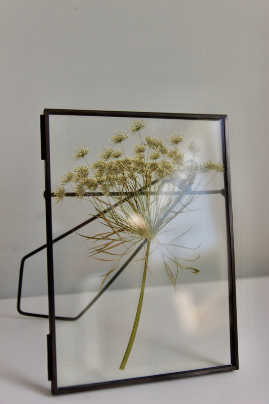Pressed Dill Flower in Black Frame, 5x7