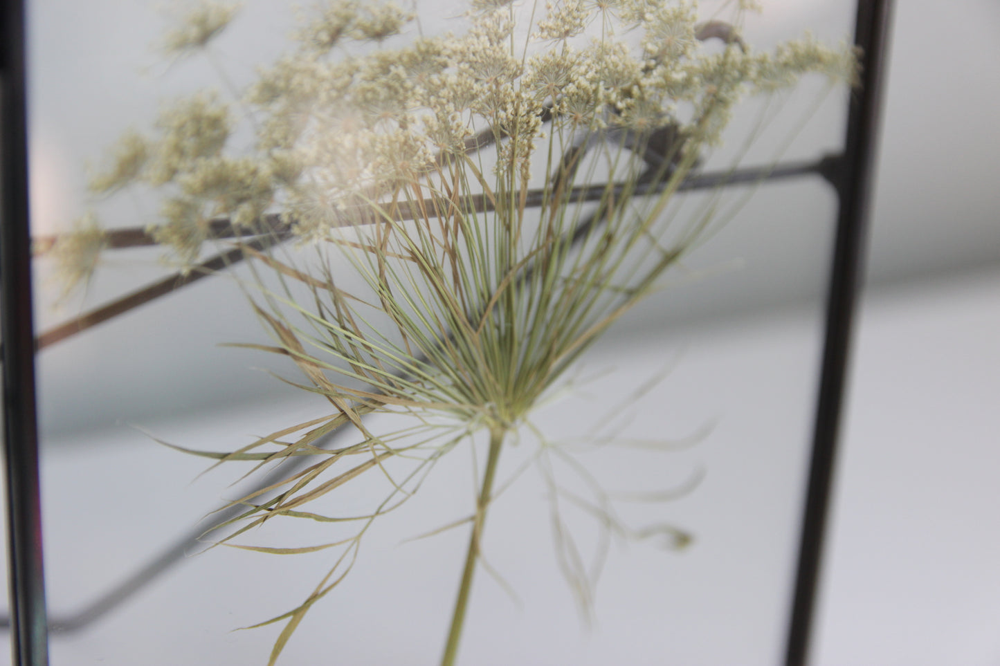 Pressed Dill Flower in Black Frame, 5x7
