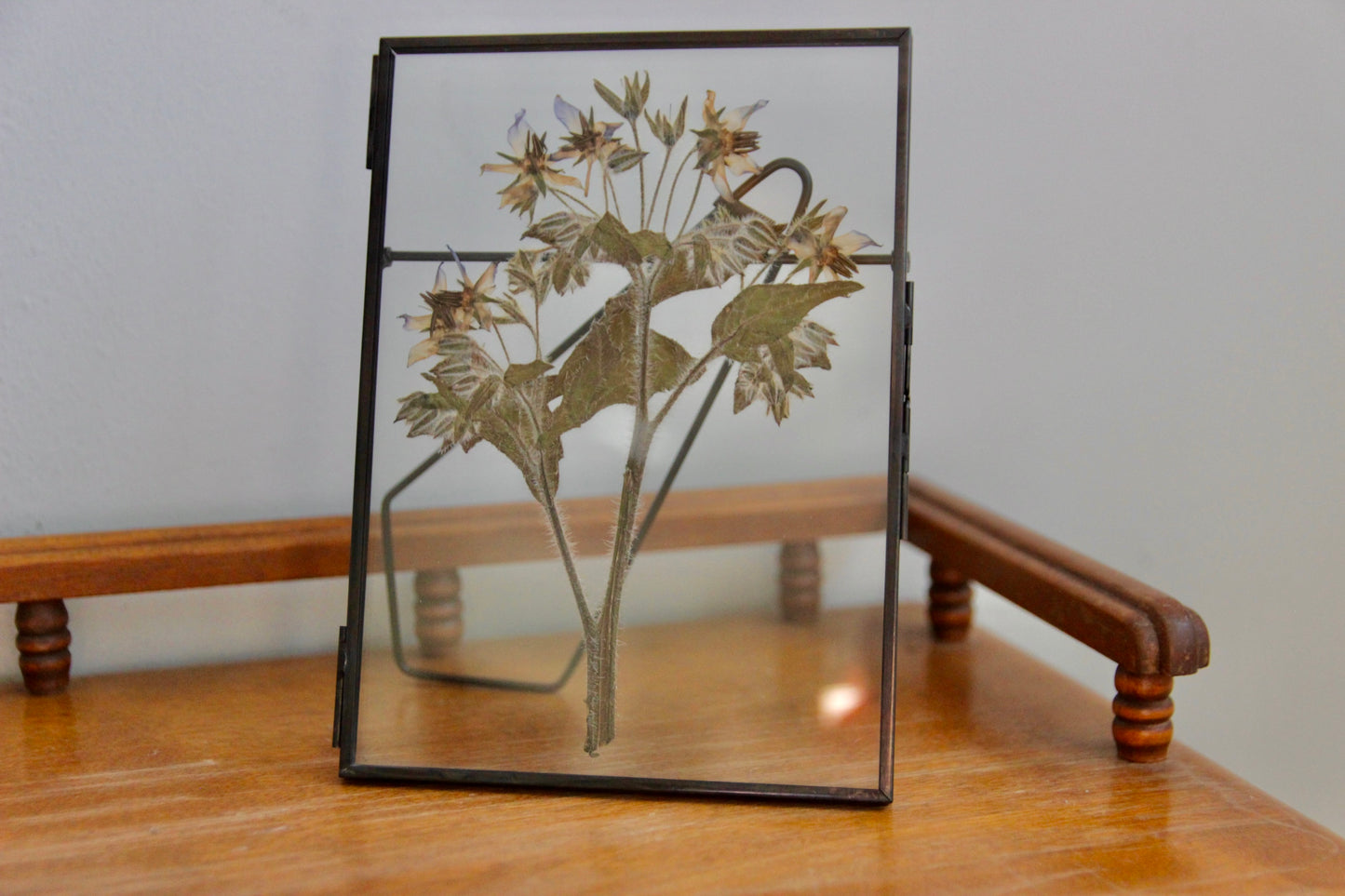 Pressed Flower Art with Borage in Black Frame, 5"x7"