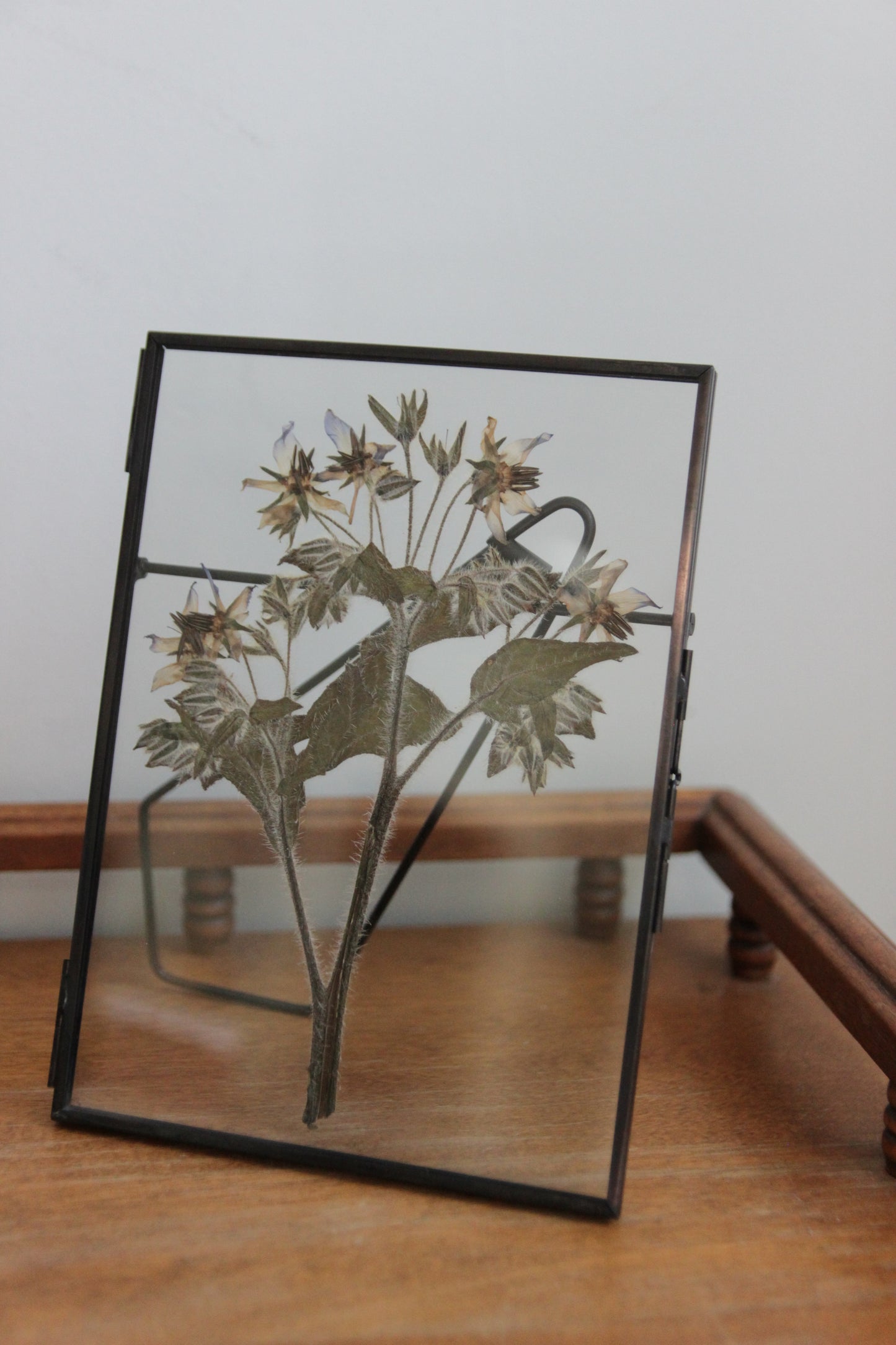 Pressed Flower Art with Borage in Black Frame, 5"x7"