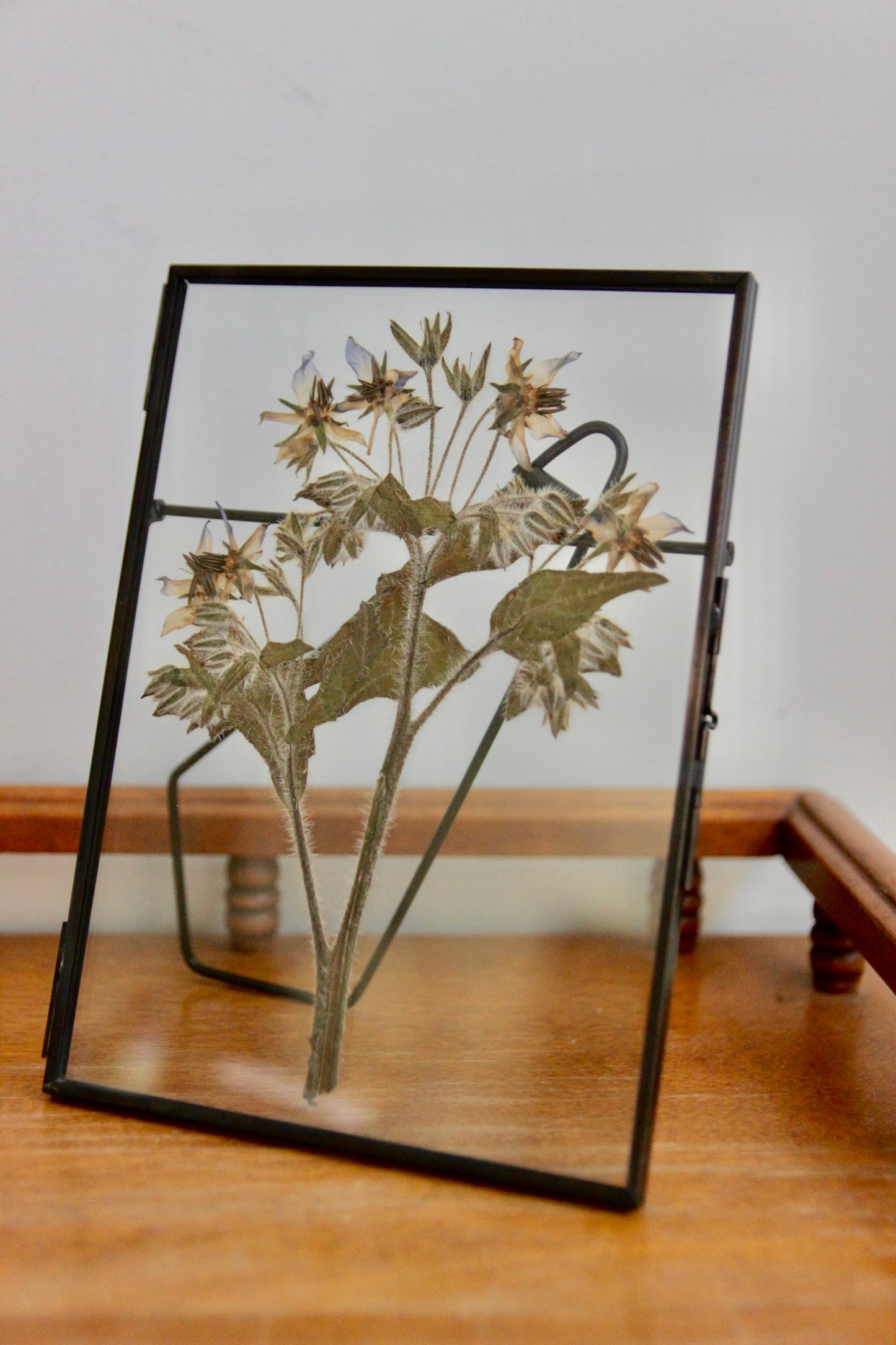 Pressed Flower Art with Borage in Black Frame, 5"x7"