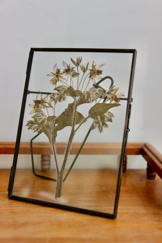 Pressed Flower Art with Borage in Black Frame, 5"x7"