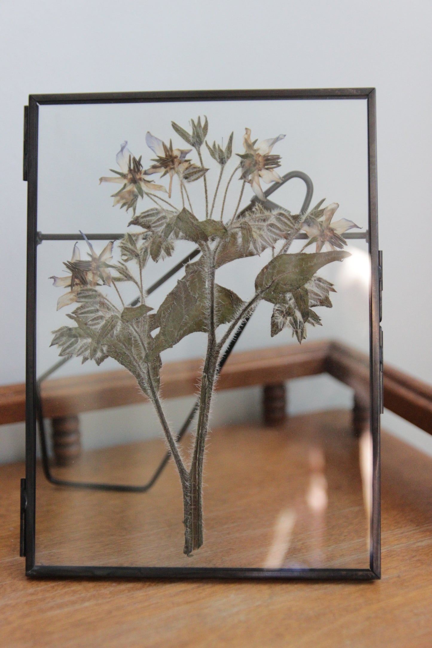 Pressed Flower Art with Borage in Black Frame, 5"x7"
