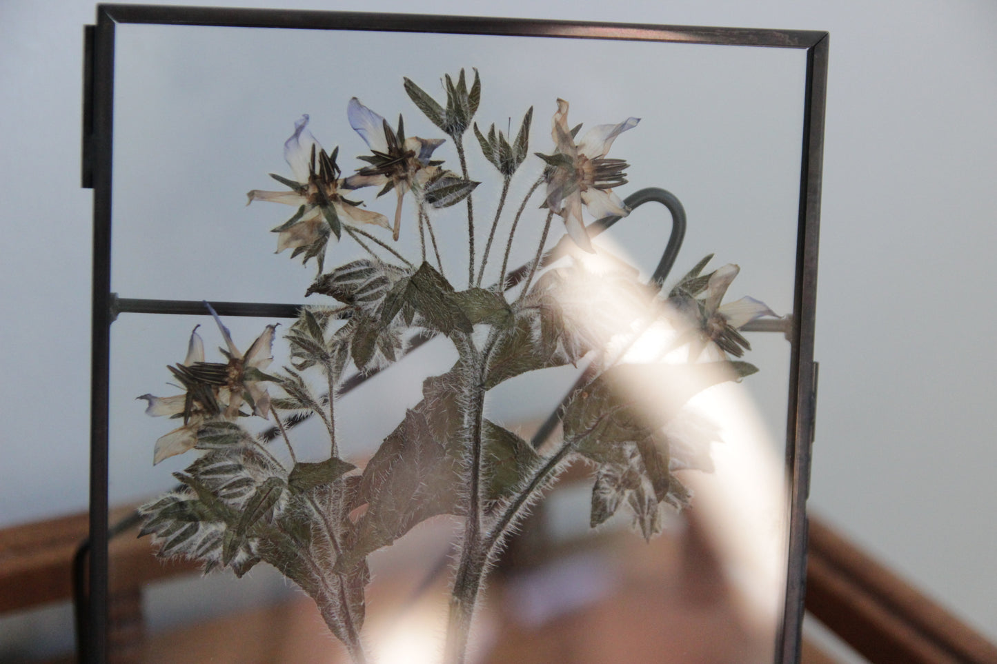 Pressed Flower Art with Borage in Black Frame, 5"x7"