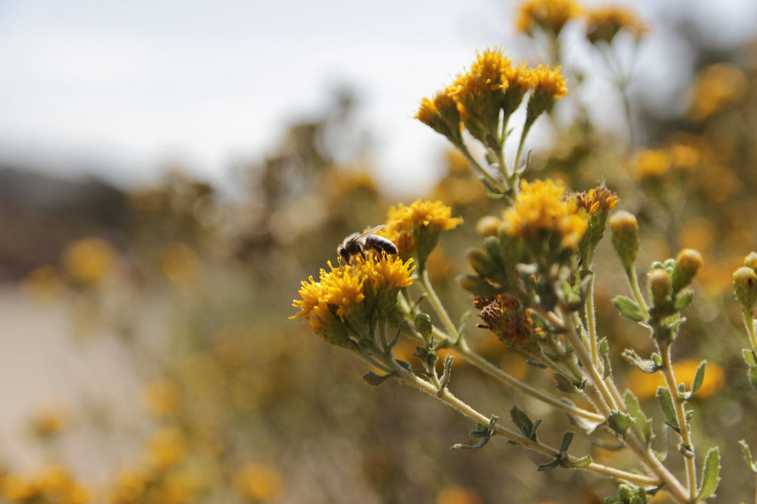How to Become a Certified California Naturalist