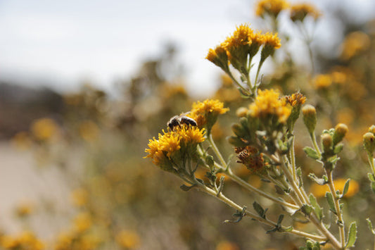 How to Become a Certified California Naturalist
