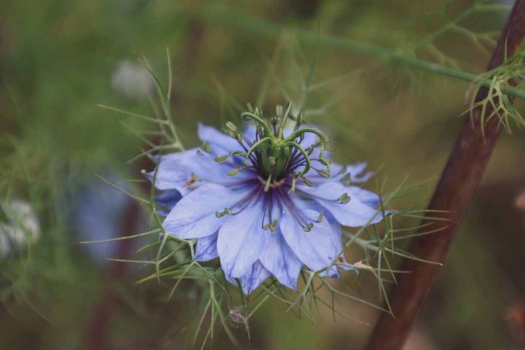 Nigella Seeds