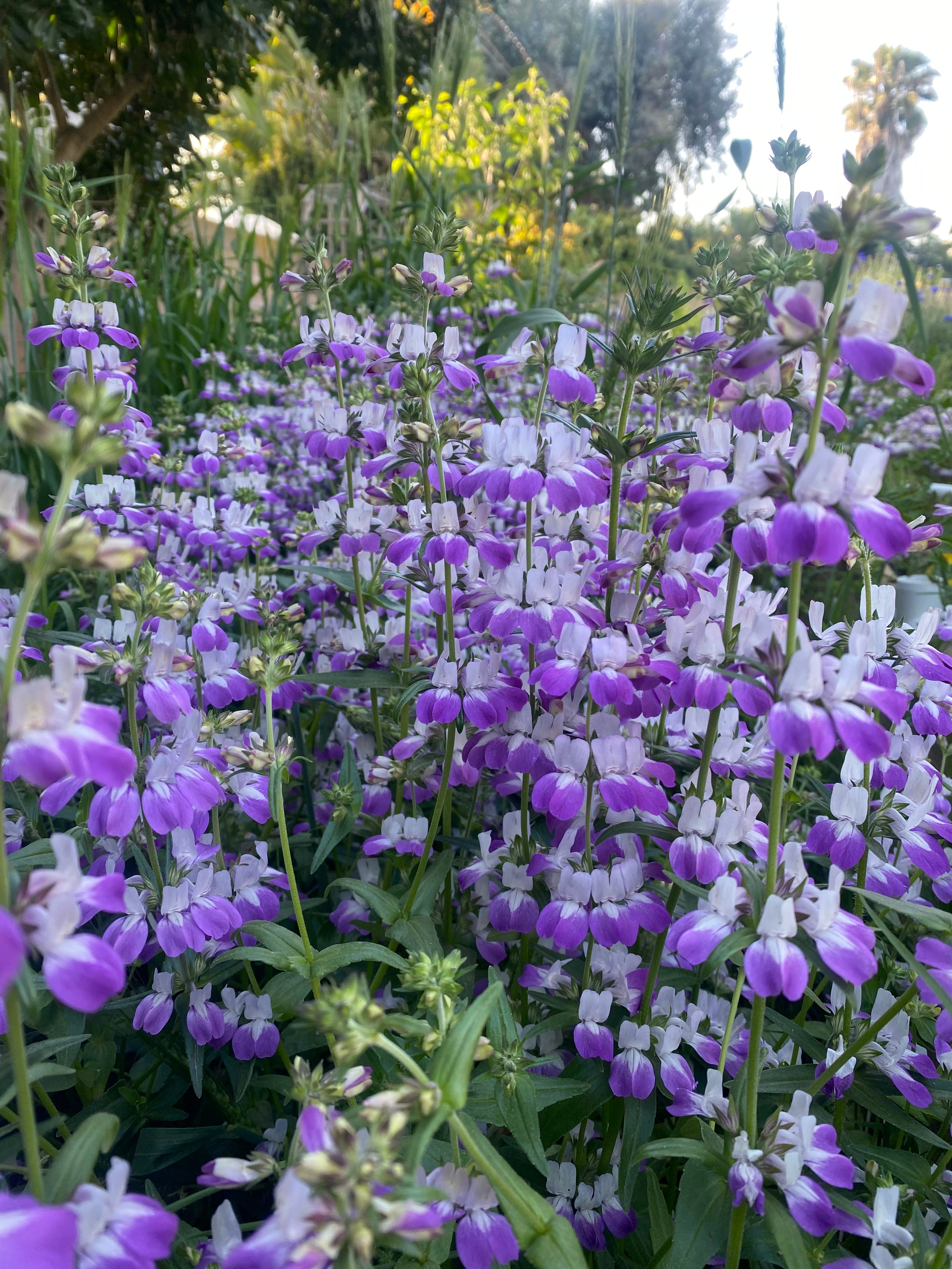紫苑 Purple Innocence Seeds – Cal Natural Gardens