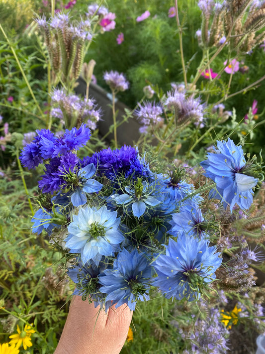 Nigella Seeds